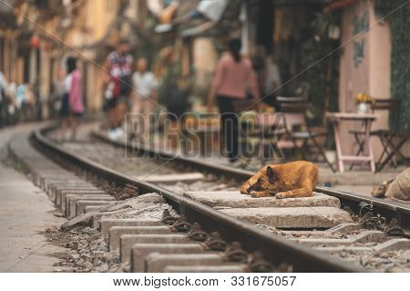 A Dog Sleeps In The Middle Of The Railway Tracks On A Hot Day At The Famous Train Street In Hanoi, V