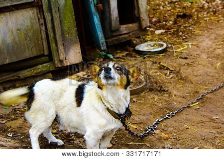 Dog On A Leash. The Name Of The Dog Is A Tramp Who Sits On A Leash.