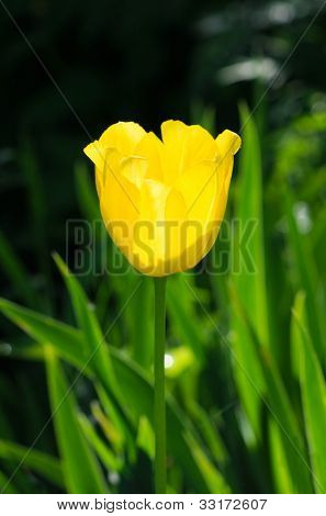 Tulip. virág virágzó.