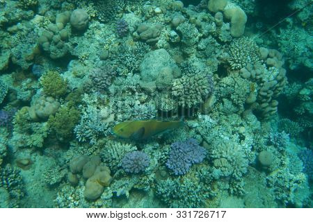 A Bright Parrot Fish Swims Among Corals In The Red Sea, Egypt