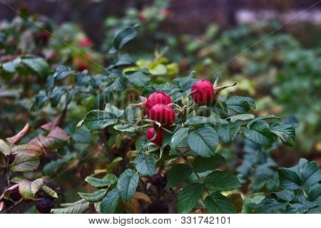 Late Rosehip Berries On A Green Branch