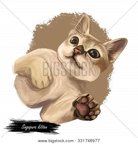 Raw And Pedigreed Singapura, Drain Kucinta Love Cat. Digital Art Illustration Of Pussy Kitten Portra