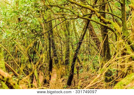 Lush Monteverde Tree Forest On The Path Of The Senses. April 11, 2019. Vega De Las Mercedes Santa Cr