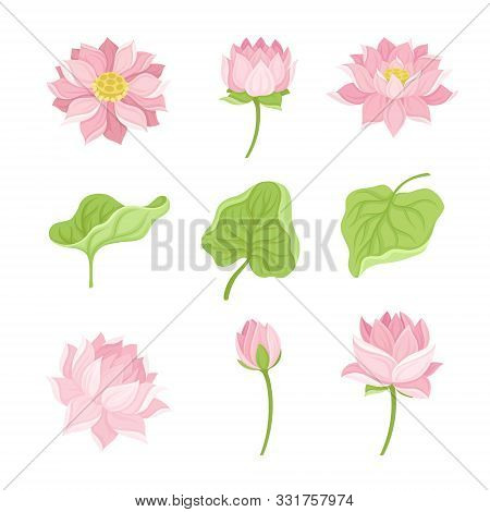 Waterlily Flower And Its Parts Vector Set Isolated On White Background