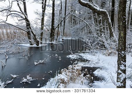 Trees In A Frozen Lake. Shot From A  Lake Near  Silkeborg, Denmark