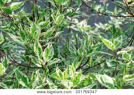 Ornamental Shrub Derain White Elegantissima Or Cornus Alba. Soft And Selective Focus. Natural Colors