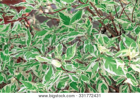 Ornamental Shrub Derain White Elegantissima Or Cornus Alba. Soft And Selective Focus. Delicate Natur