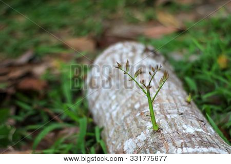 Trees That Try To Regenerate From  Piece Of Wood That Have Been Cut