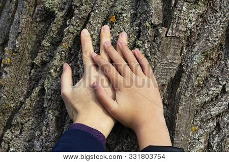 Two Hands On A Background Of Tree Bark.