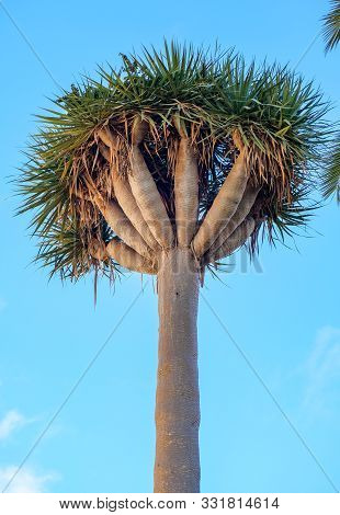 Dracaena Draco, The Canary Islands Dragon Tree Isolated On Blue Sky Background. Subtropical Tree In 