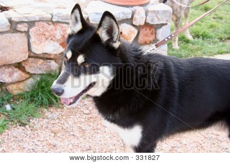 Huskey