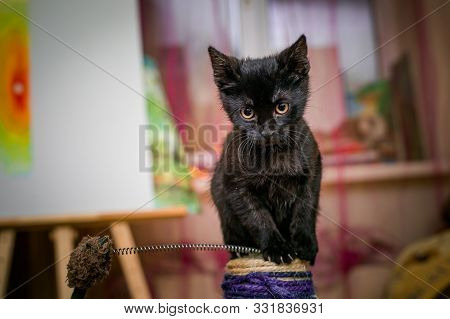 Black Kitten 3 Months Old Sitting On Clawfish. Tabby Cat Sits Next To Claw Stick In Background Of Ro