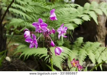 Spathoglottis Plicata Orchid, A Beautiful And Vivid Tropical Flower, In A Natural Environment