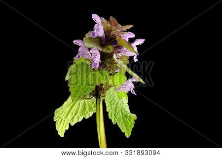 Die Purpurrote Taubnessel (lamium Purpureum) Ist Eine Taubnesselart Aus Der Familie Der Lippenblütle