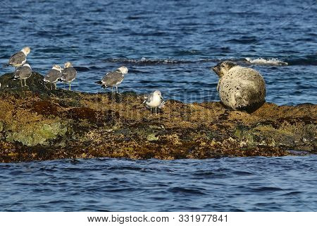 Spotted Seal (largha Seal, Phoca Largha) And Seagulls On The Rock Near The Blue Water On Rock Backgr