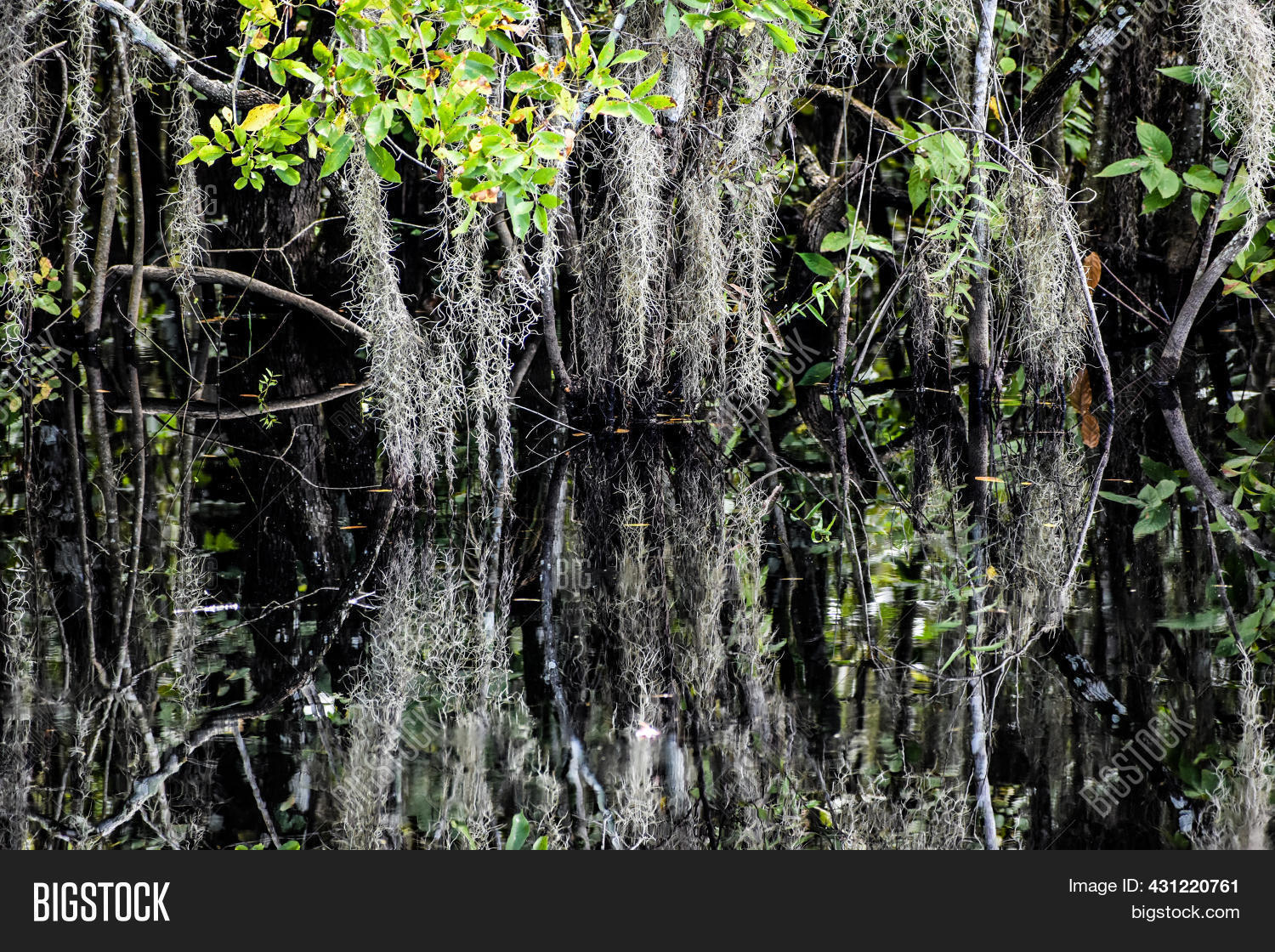Cypress Swamp Big Image & Photo (Free Trial) Bigstock