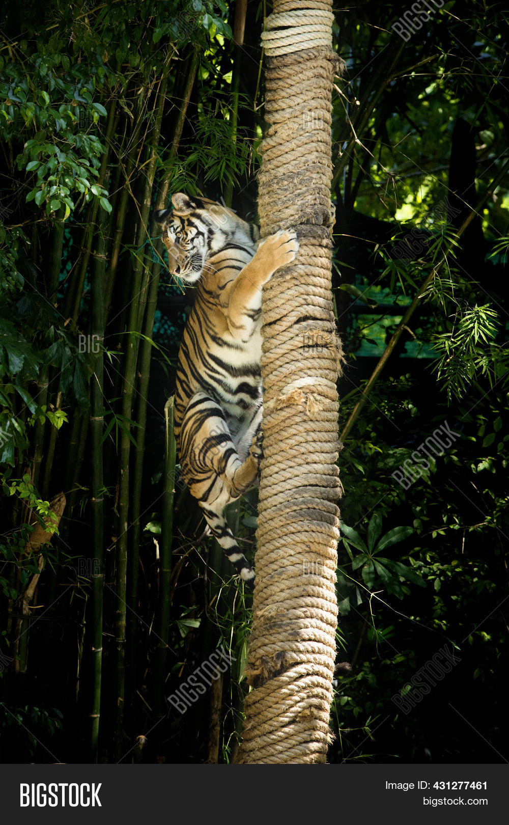 Bengal Tiger Climbing Image & Photo (Free Trial) Bigstock
