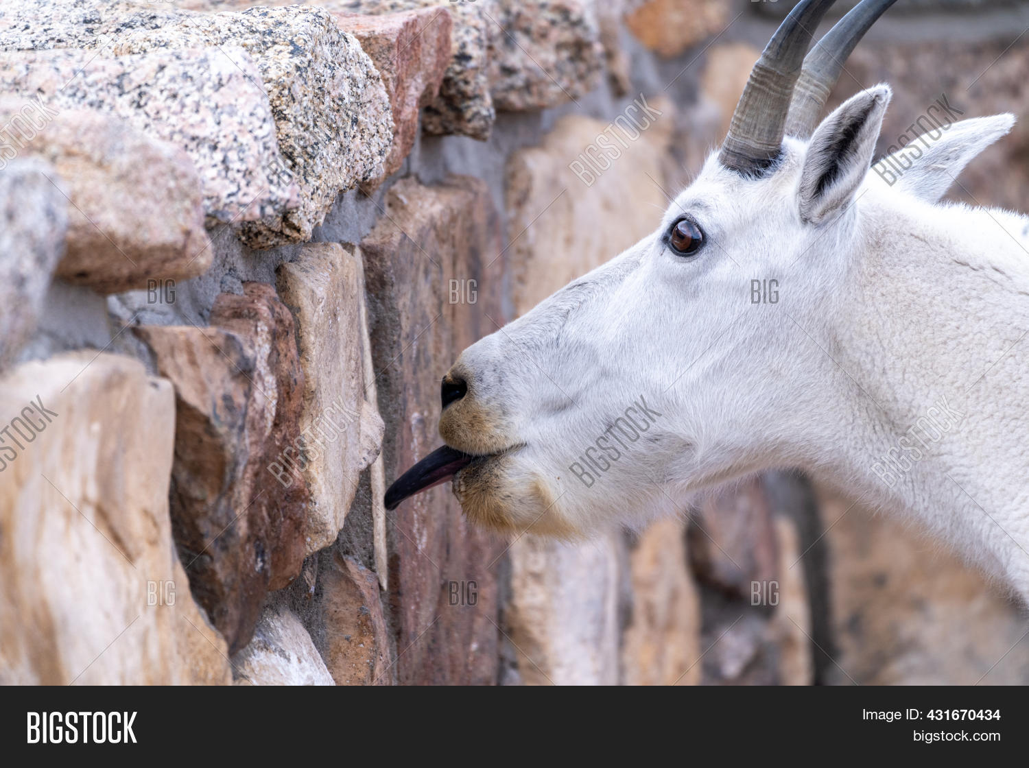 Mountain Goat Licks Image & Photo (Free Trial) Bigstock