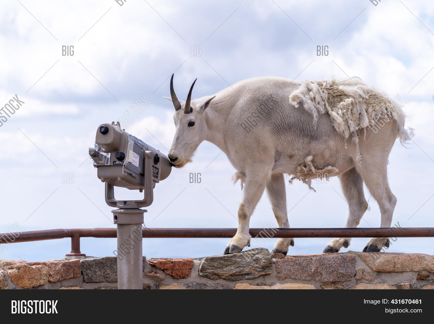 Mountain Goat Stands Image & Photo (Free Trial) Bigstock