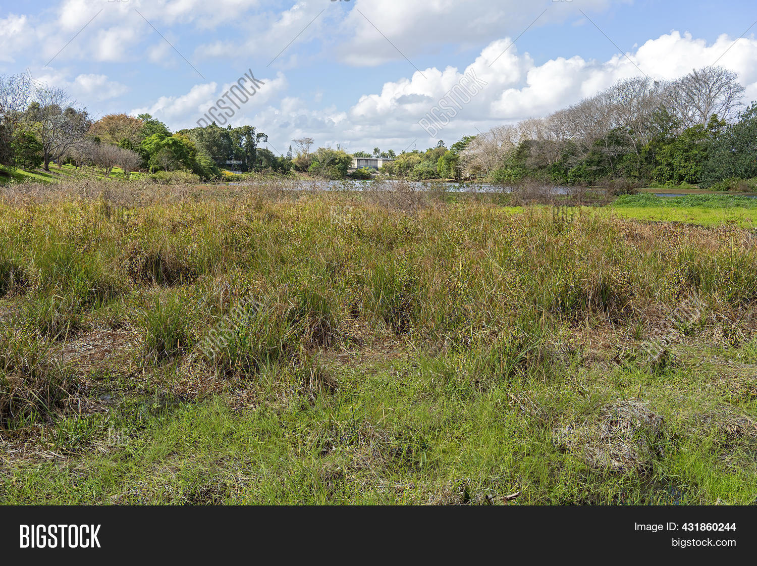 Grass Weed Choked Image & Photo (Free Trial) Bigstock