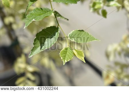 Small-leaved Elm Silvery Gem Branch - Latin Name - Ulmus Minor Silvery Gem