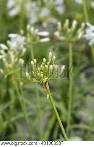 African Lily Amourette White Flower Buds - Latin Name - Agapanthus Amourette White