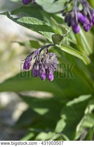 Common Comfrey - Latin Name - Symphytum Officinale
