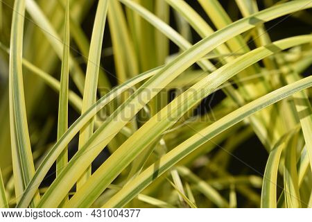 Slender Sweet Flag Ogon Leaves - Latin Name - Acorus Gramineus