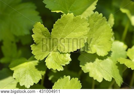 Parsnip Leaves - Latin Name - Pastinaca Sativa