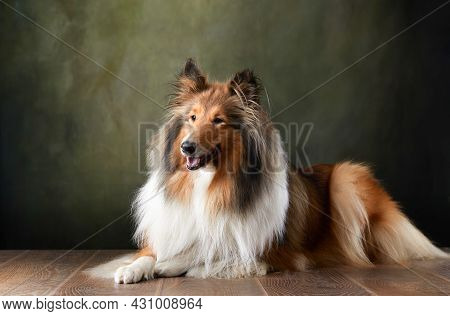 A Dog On A Textured Canvas Background In A Photo Studio. Scottish Shepherd, Collie Portrait