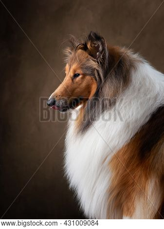 A Dog On A Textured Canvas Background In A Photo Studio. Scottish Shepherd, Collie Portrait
