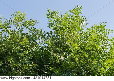 Young Branches Of The Ash-tree With Green Leaves Against The Clear Sky In Summer Day