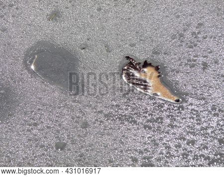 A Brown Leaf Frozen In The Ice.