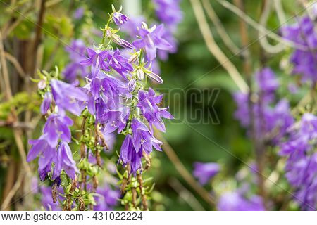 Purple Bellflowers Or Nettle Leaved Campanula Trachelium Are On A Beautiful Colored Blurred Green An
