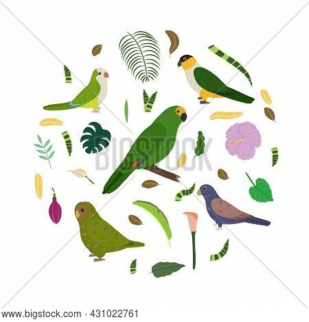 Design Template With Parrots In Circle For Kid Print. Round Composition Of Tropical Birds Amazon, Ow