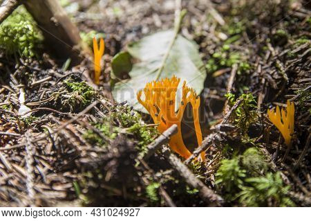 Interesting Beautiful Yellow Inedible Coral Mushrooms Calocera Viscosa Growing On Wood In Fresh Moss