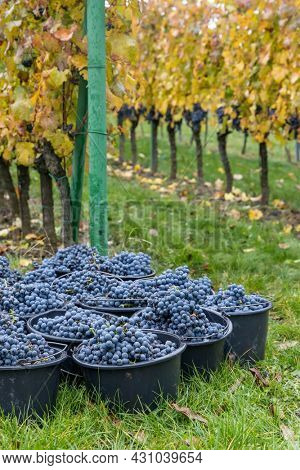 harvested terrible varieties Cabernet Moravia in autumn vineyard, Southern Moravia, Czech Republic