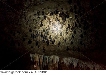 A Flock Of Bats Sleep On The Ceiling In A Cave. With A Flashlight In The Cave Of Bats.