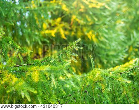 Young Branches Of Larch. Closeup Of Green Larch Young Needles. Larix Sibirica, The Siberian Larch Or