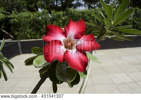 Beautiful Ornamental Flowering Bonsai Plant Adenium Also Known As Desert Rose Or Japanese Frangipani