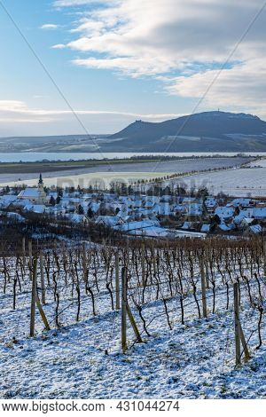 Winter vineyards under Palava near Sonberk, South Moravia, Czech Republic