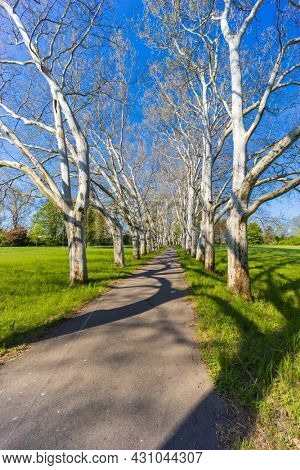 Plane alley in the castle park in Straznice, Southern Moravia, Czech Republic