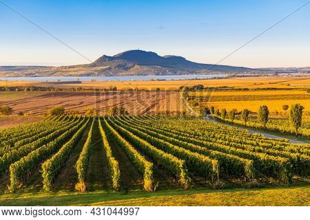 Autumn vineyards under Palava near Sonberk, South Moravia, Czech Republic