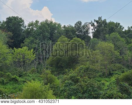 Trees And Skies Of The Virginia Wetlands