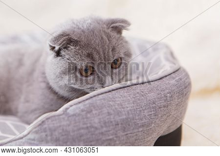 A Lop-eared Scottish Cat Is Resting In His Basket. An Animal On A White Background. Entertainment Fo