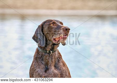 Detailed German Short Haired Pointer Head, Gsp Dog Sits On The Beach Of A Lake During A Summer Day. 