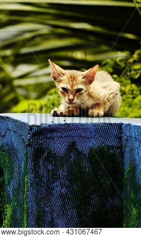 Cute Golden Haired Kitten Relaxing On Top Of A Blue Wall During Daytime While Staring At The Camera