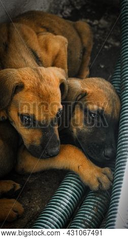 Cute Brown Doberman Pinscher Puppies Relaxing And Clinging To Each Other
