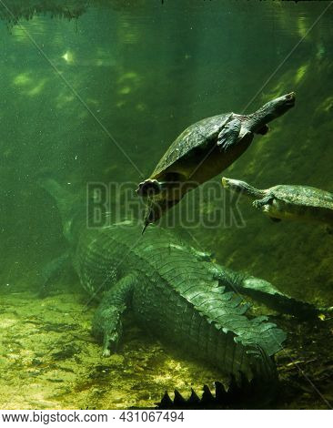 Photo Taken From A Reptile Zoo Of A Crocodile And Turtles In A Green Aquarium Coexisting With Each O