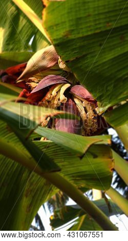Photo Of A Large Beautiful Flower Of A Banana Plant Seen Partly Between Banana Leaves